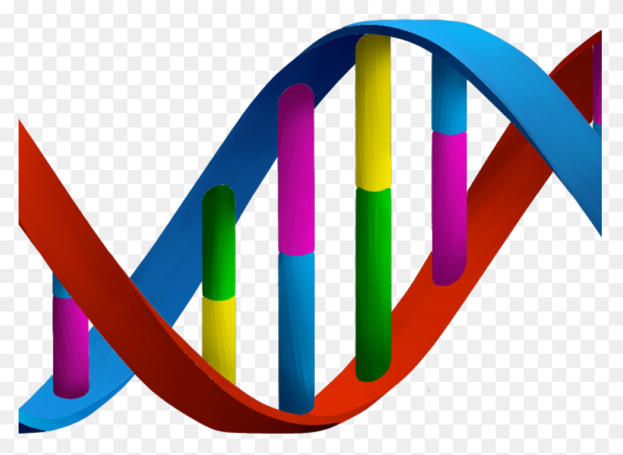 Major Enzymes | Biology For Majors 