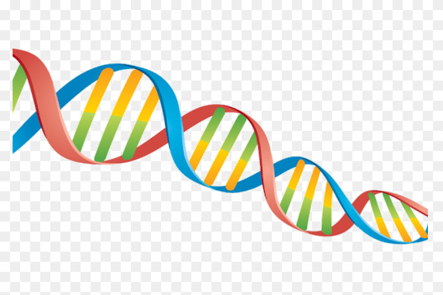 Major Enzymes | Biology For Majors 