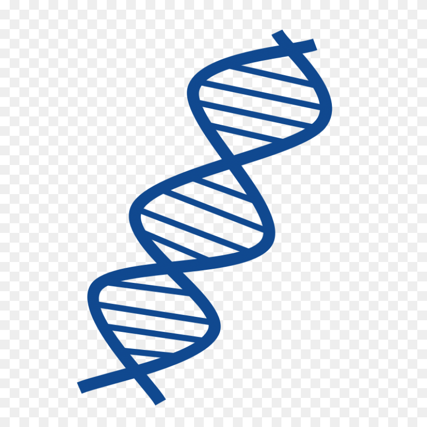 Major Enzymes | Biology For Majors 