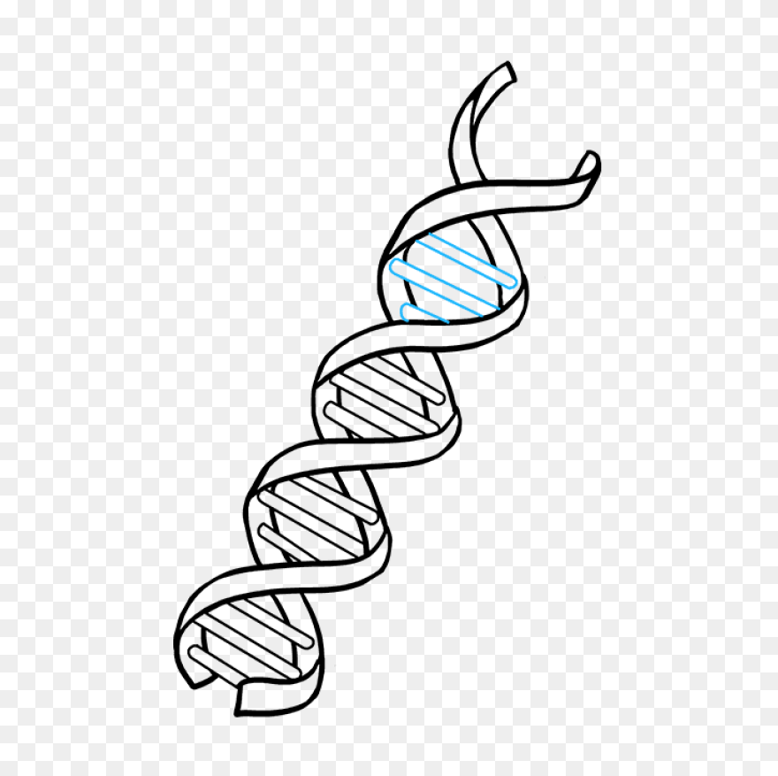 Major Enzymes | Biology For Majors 