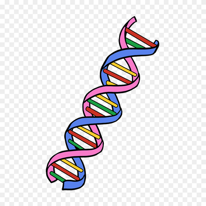 Major Enzymes | Biology For Majors 