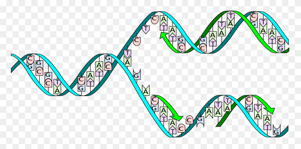 Major Enzymes | Biology For - Dna Strand