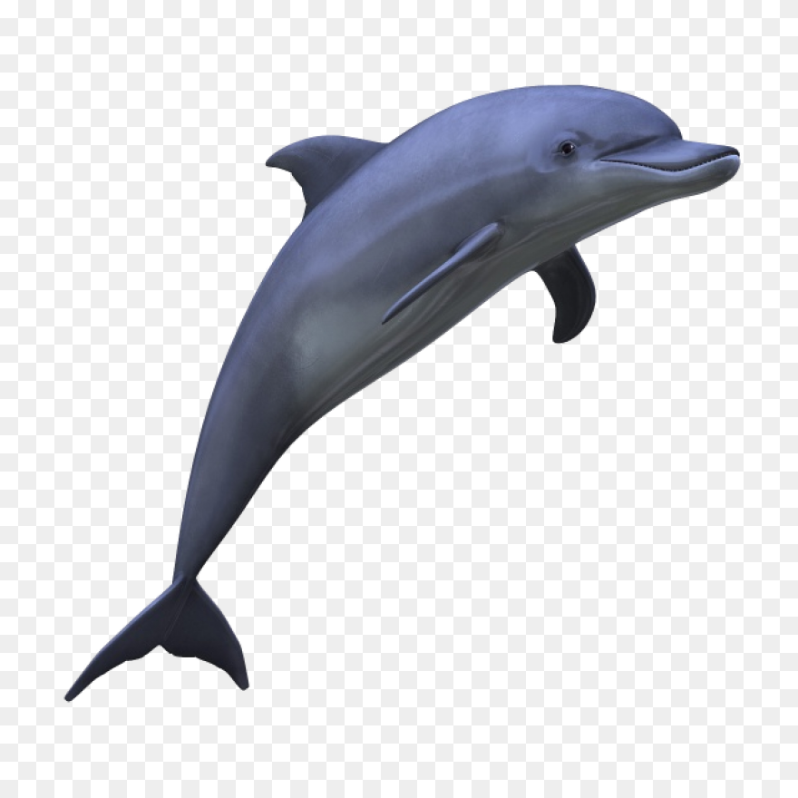 Free Image On ClipartFlare - Dolphi
