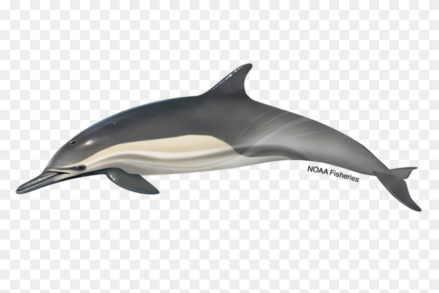 Free Image On ClipartFlare - Dolphi