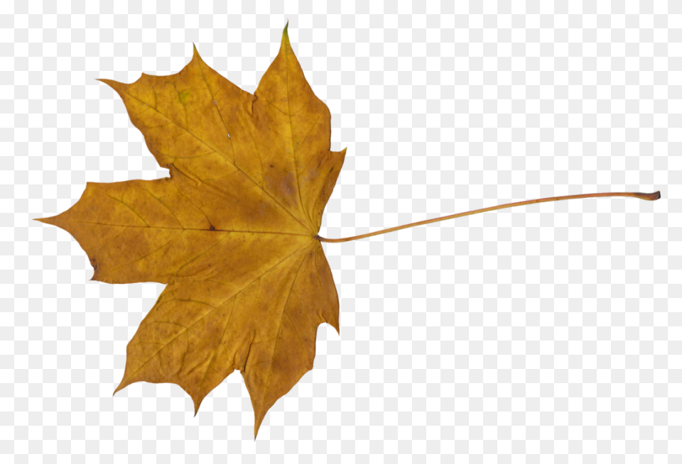 Maple Leaf Clipart Dry Leaf - Brown