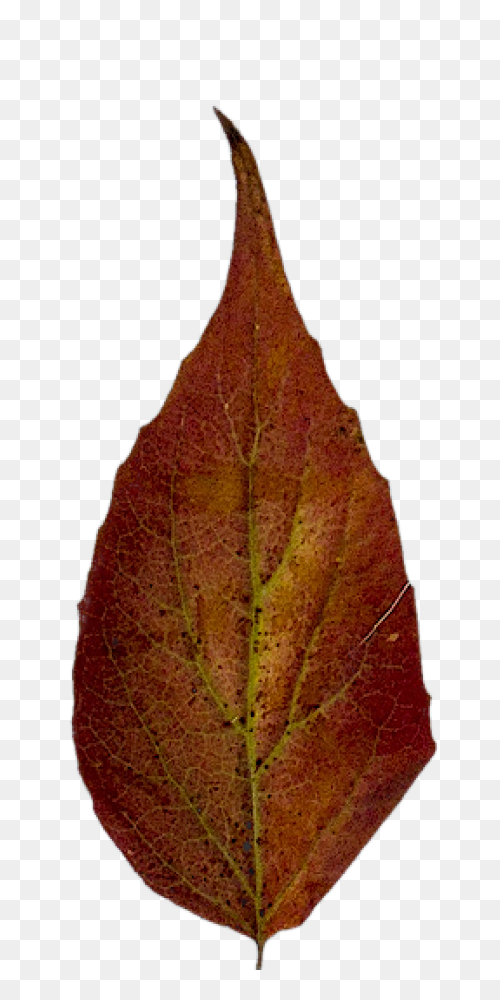 Maple Leaf Clipart Dry Leaf - Brown