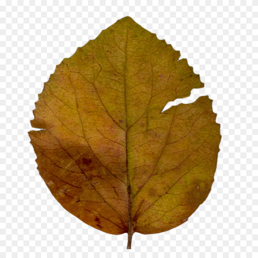 Maple Leaf Clipart Dry Leaf - Brown