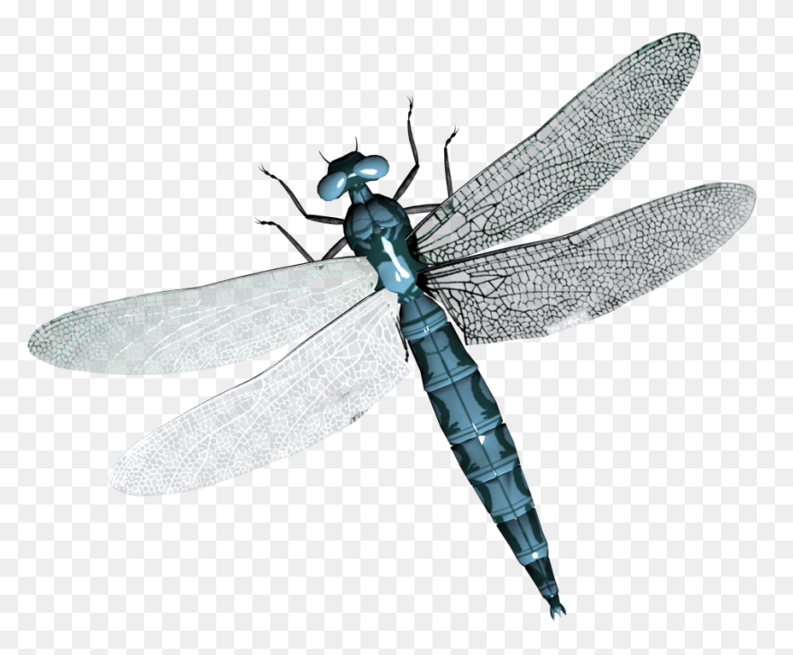 Dragonfly, Flying, Color, Wings, Ar
