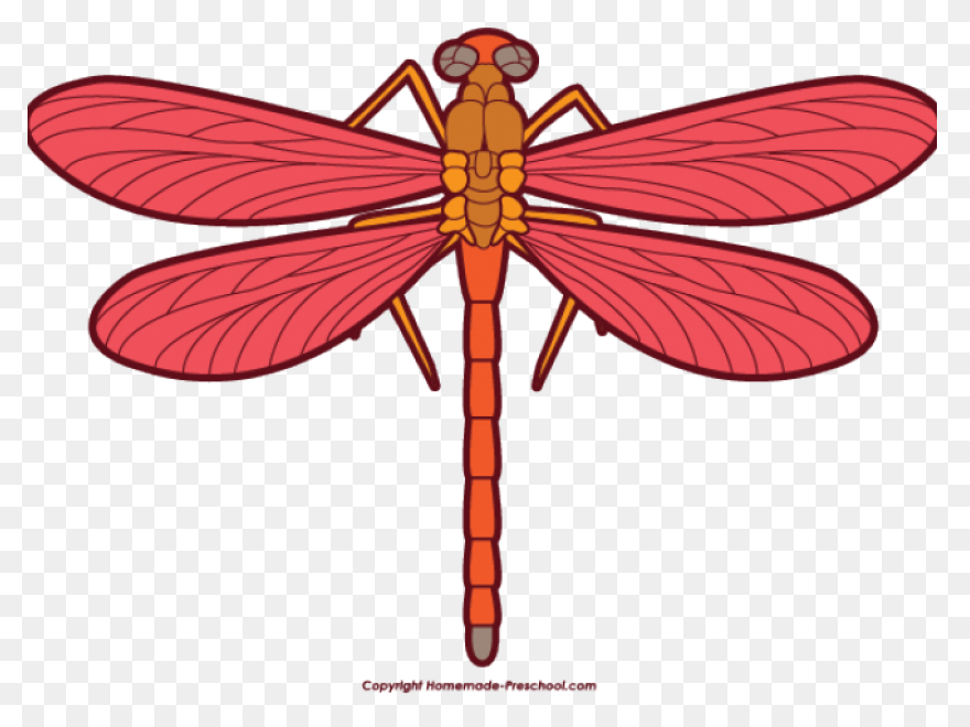 Dragonfly, Flying, Color, Wings, Ar