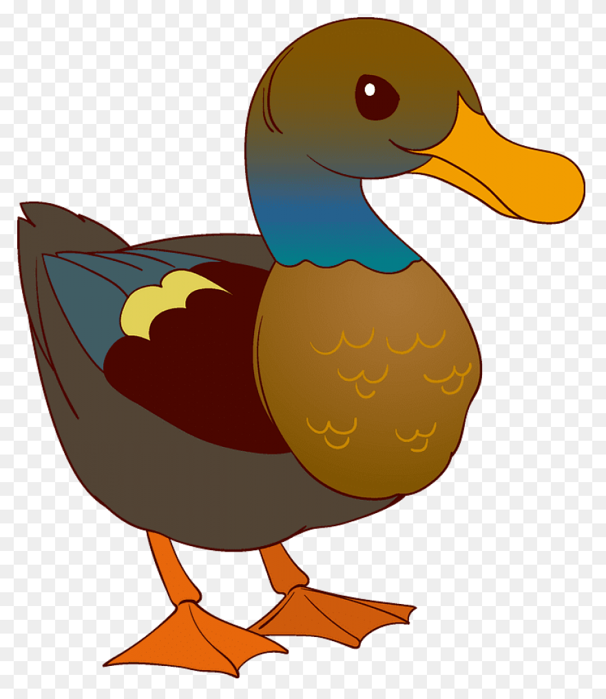 Mallard Duck Clipart Transparent 3 