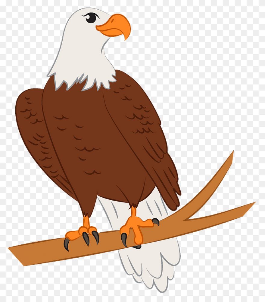 10+ Eagle - View: Bald Eagle Clipart Traceable Soaring PNG Clip Art Images