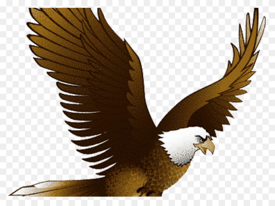 10+ Eagle - View: Bald Eagle Clipart Traceable Soaring PNG Clip Art Images