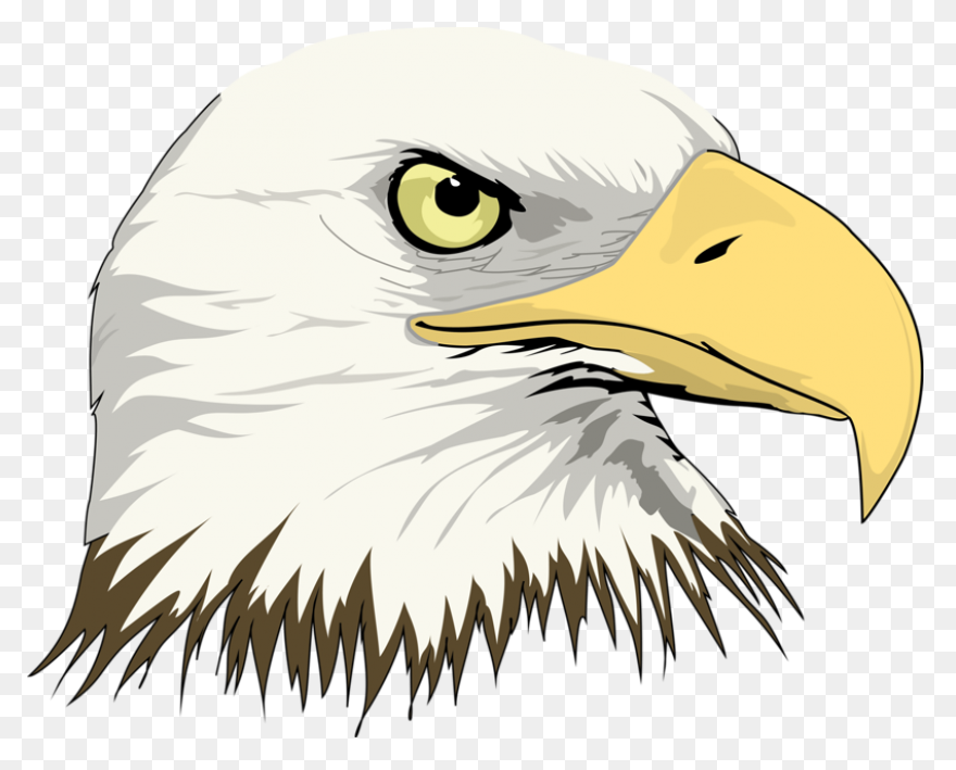 American Eagle, Bald Eagle, Bird, E