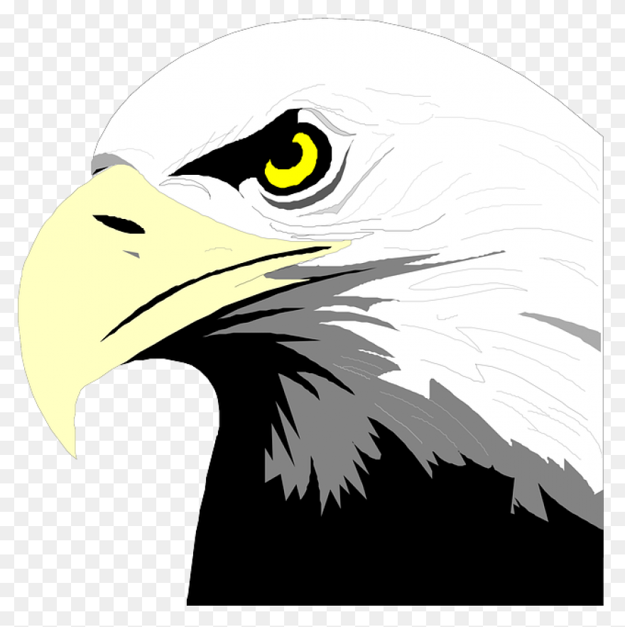 American Eagle, Bald Eagle, Bird, E