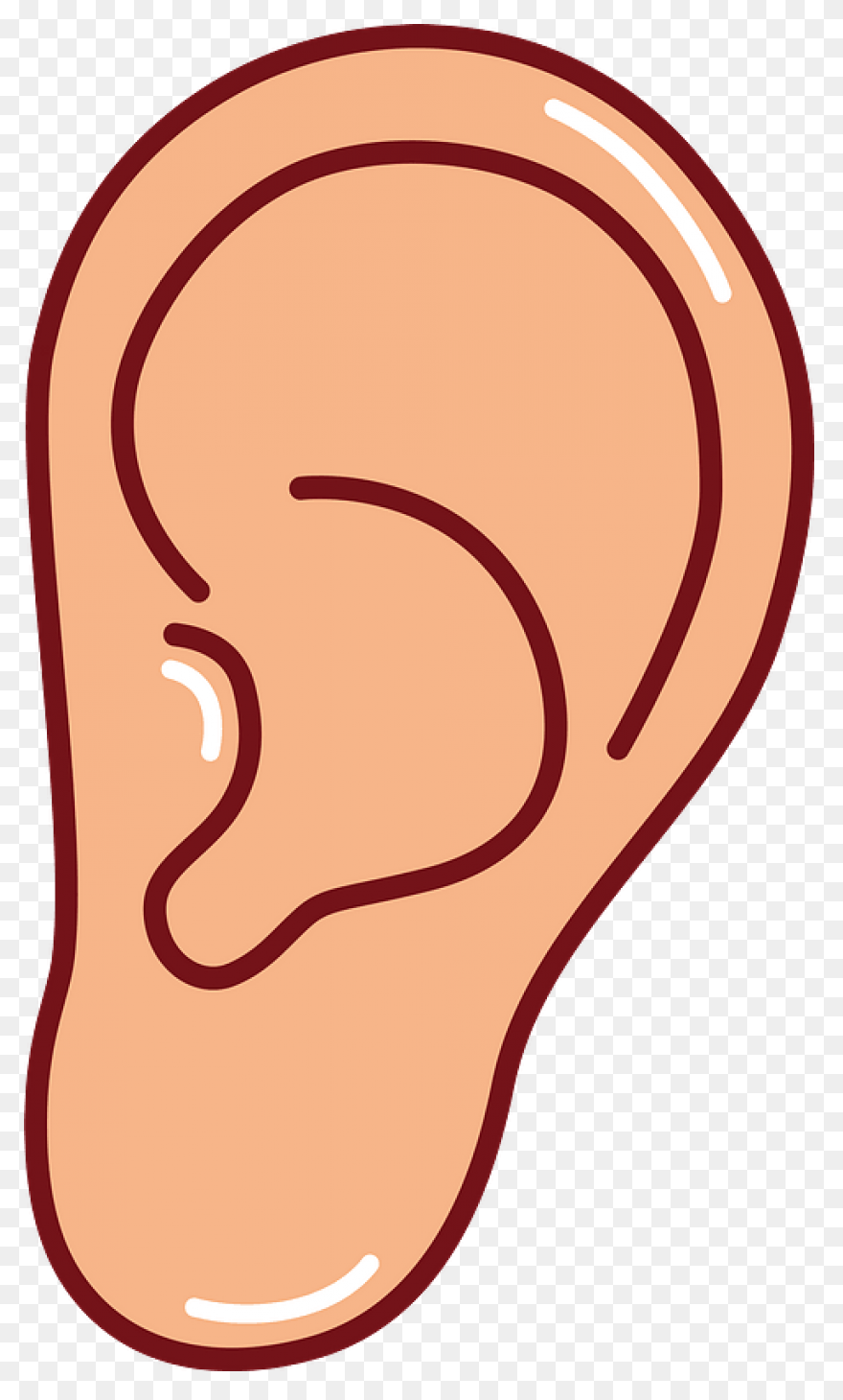 Ear Clipart Clip Art Clip Art Free 