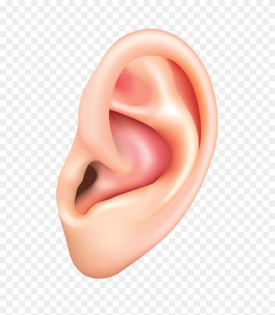 Ear Clipart Clip Art Clip Art Free 