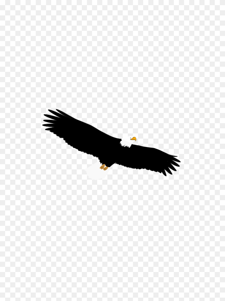 Eagle Feathers Png - Eagle Feathers