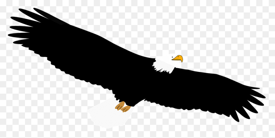 Eagle Feathers Png - Eagle Feathers