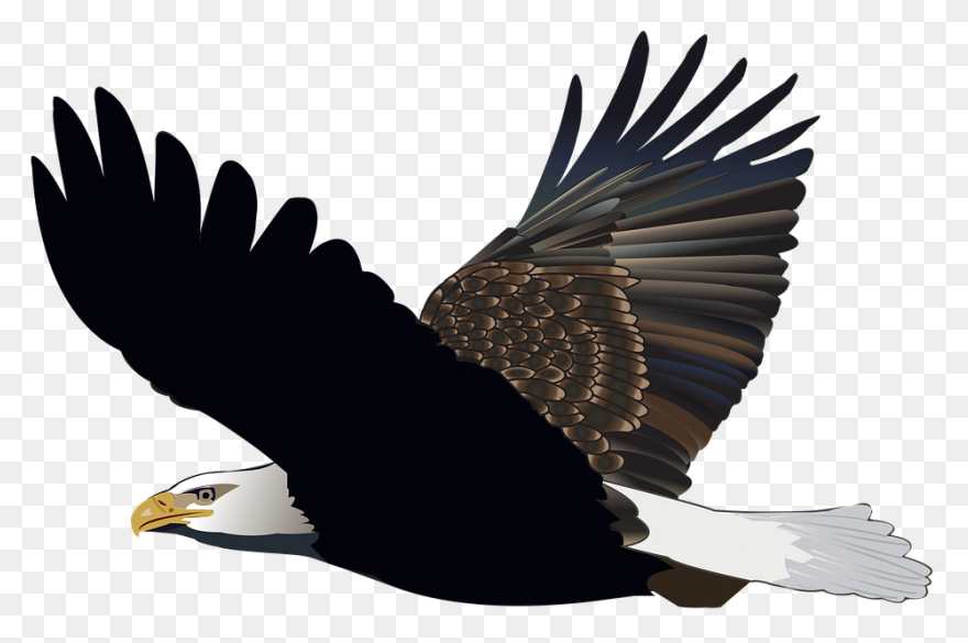 Eagle Feathers Png - Eagle Feathers
