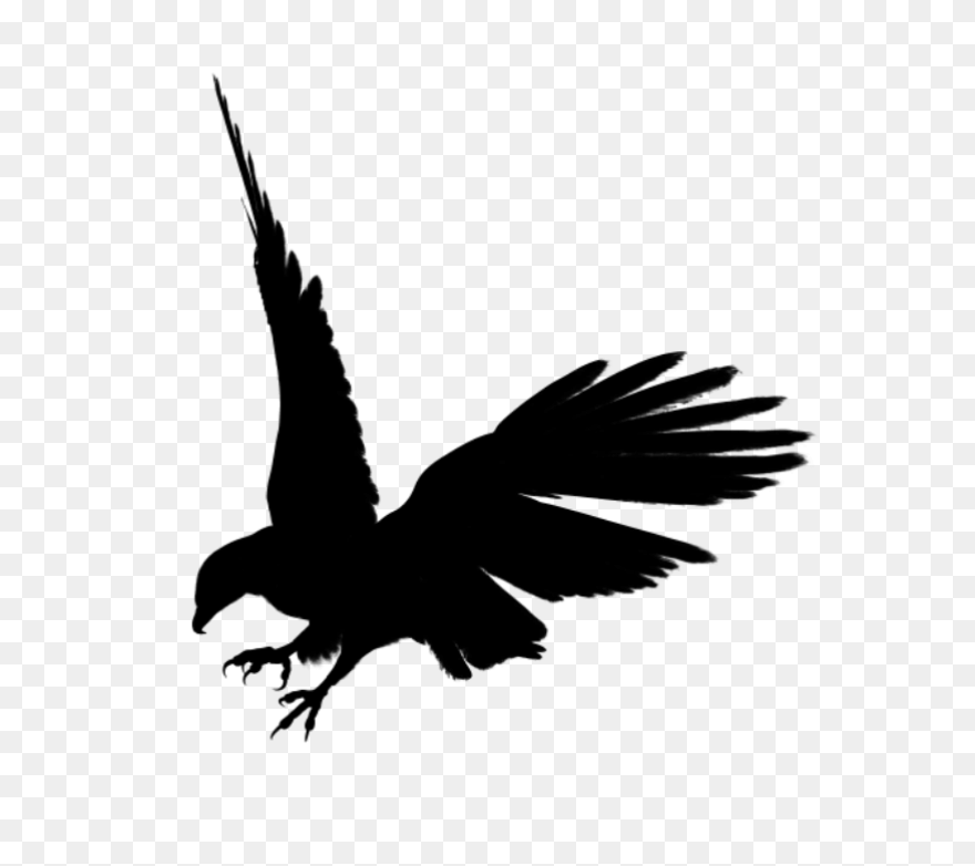 Eagle Feathers Png - Eagle Feathers