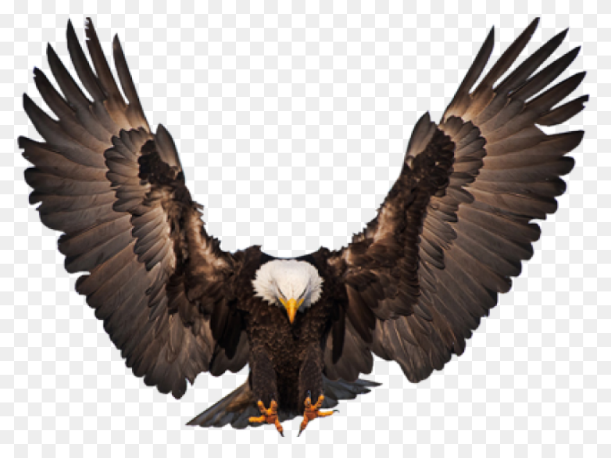 Eagle Wings Clipart - Clipart Sugge