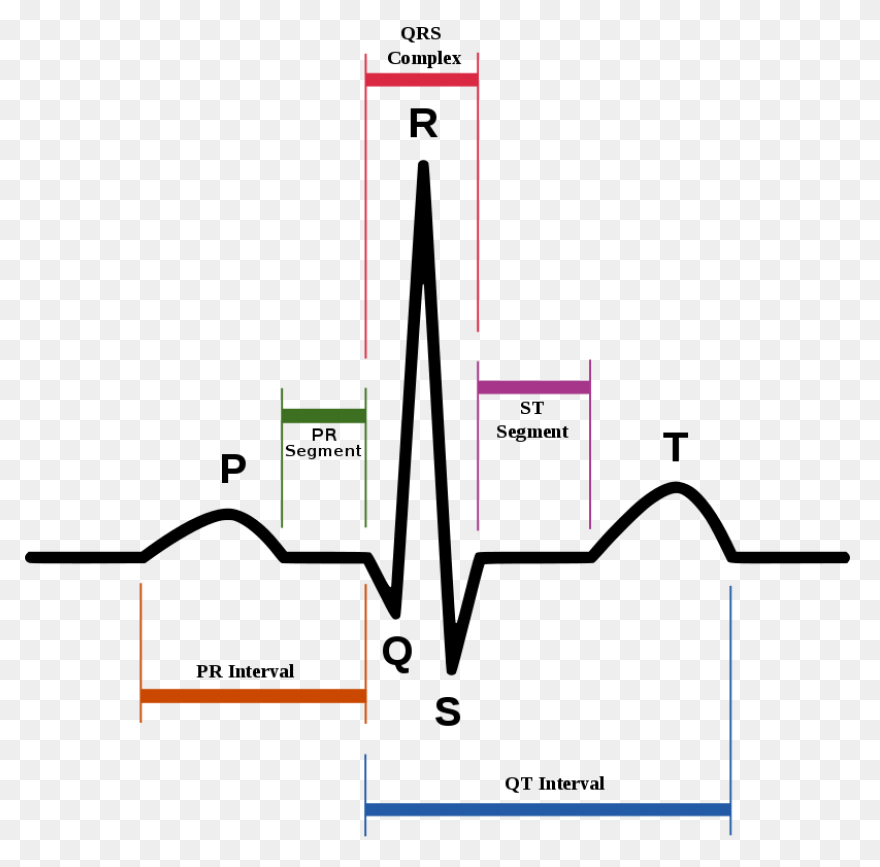 Ekg Red Cross First Aid - Free Vect