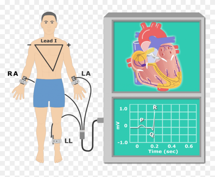 Ekg Red Cross First Aid - Free Vect