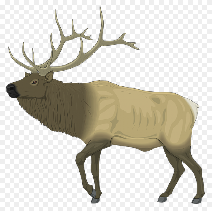 Hunting Deer Wildlife Elk Clipart -
