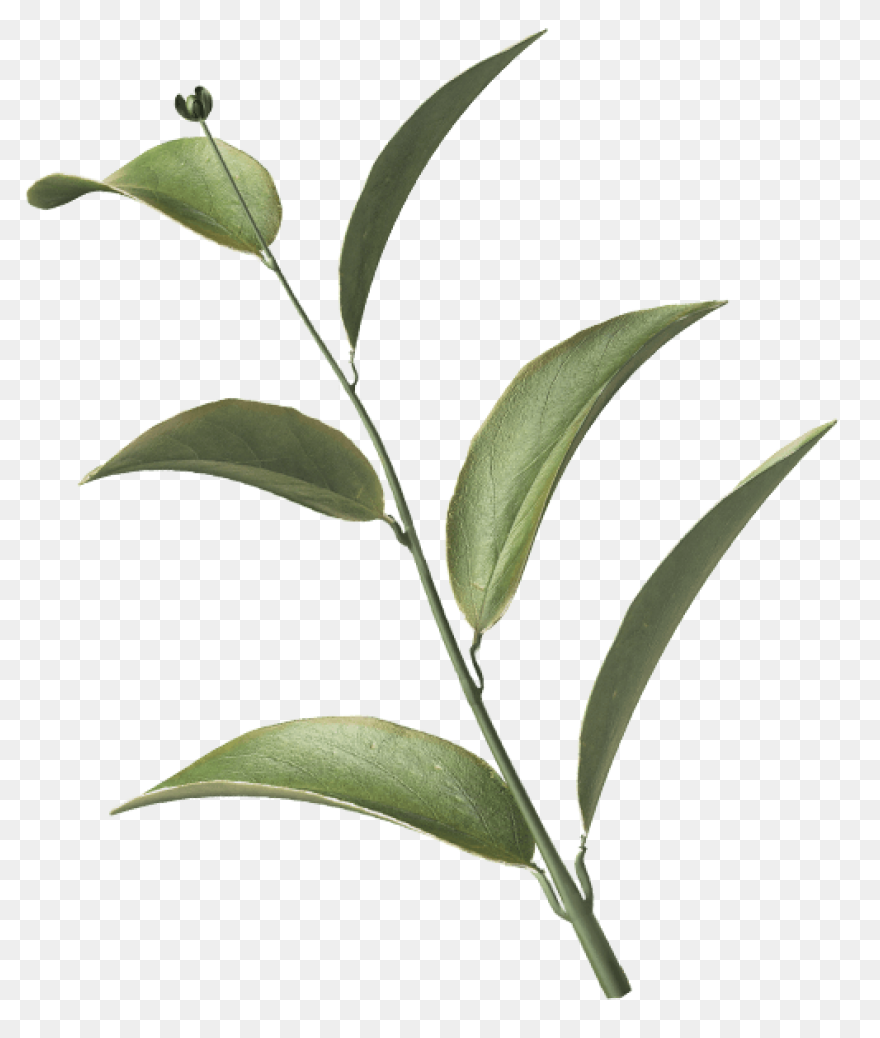 Eucalyptus Branch Clipart. Free Dow