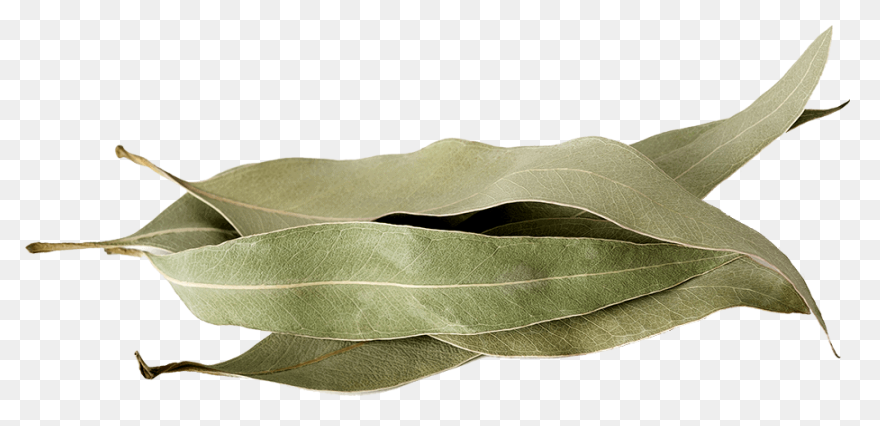 Eucalyptus Branch Clipart. Free Dow