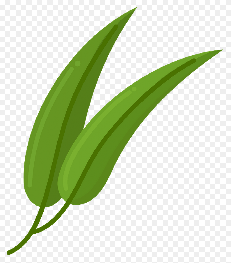 Eucalyptus Branch Clipart. Free Dow
