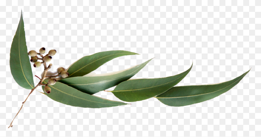 Eucalyptus Branch Clipart. Free Dow