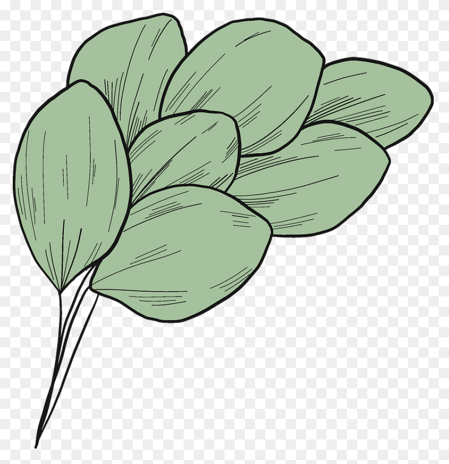Eucalyptus Branch Clipart. Free Dow