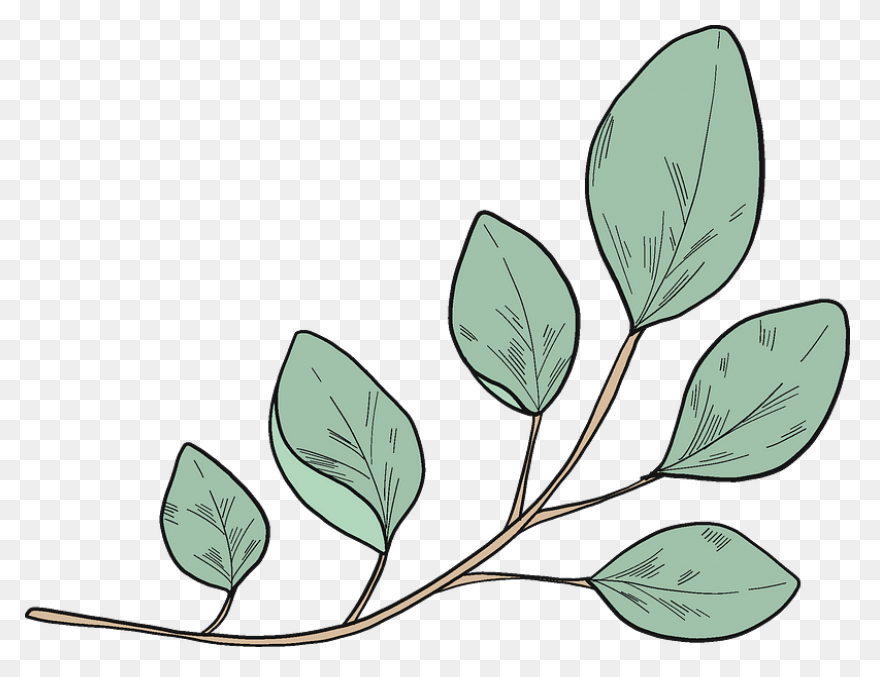 Eucalyptus Branch Clipart. Free Download - Eucalyptus