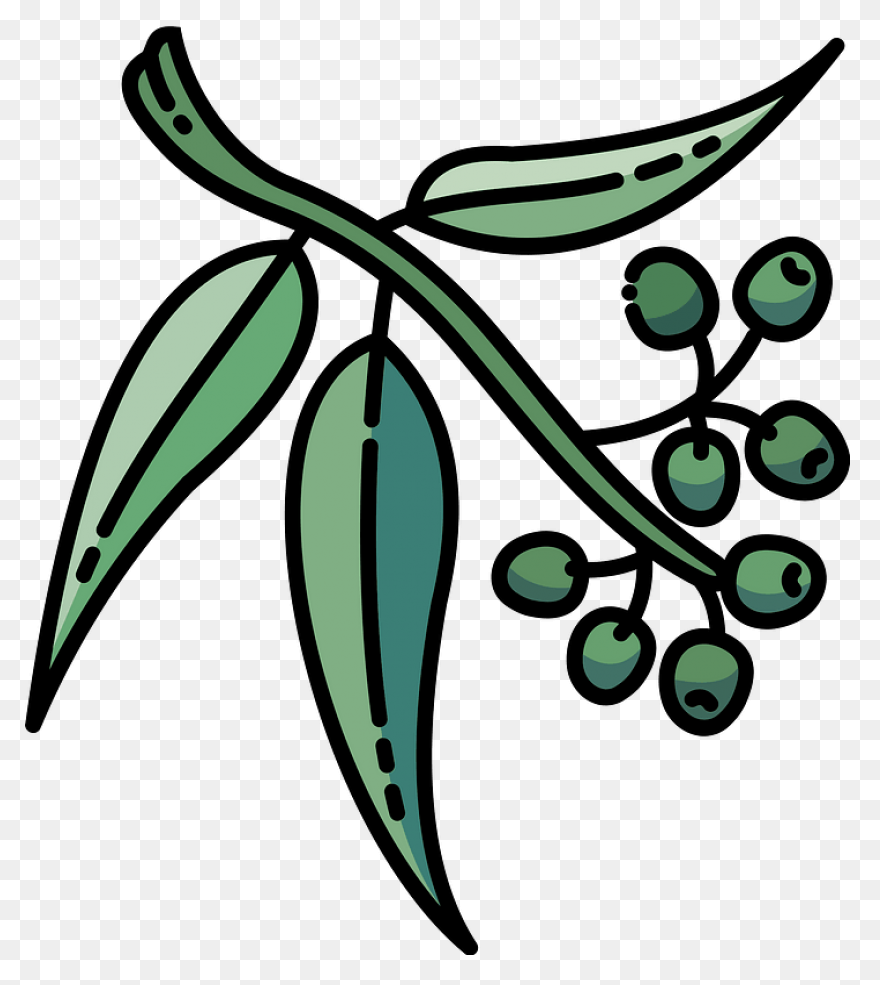 Eucalyptus Branch Clipart. Free Dow