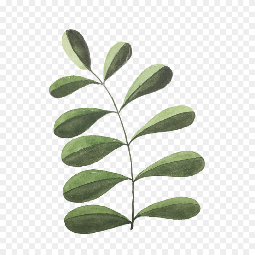 Eucalyptus Branch Clipart. Free Dow