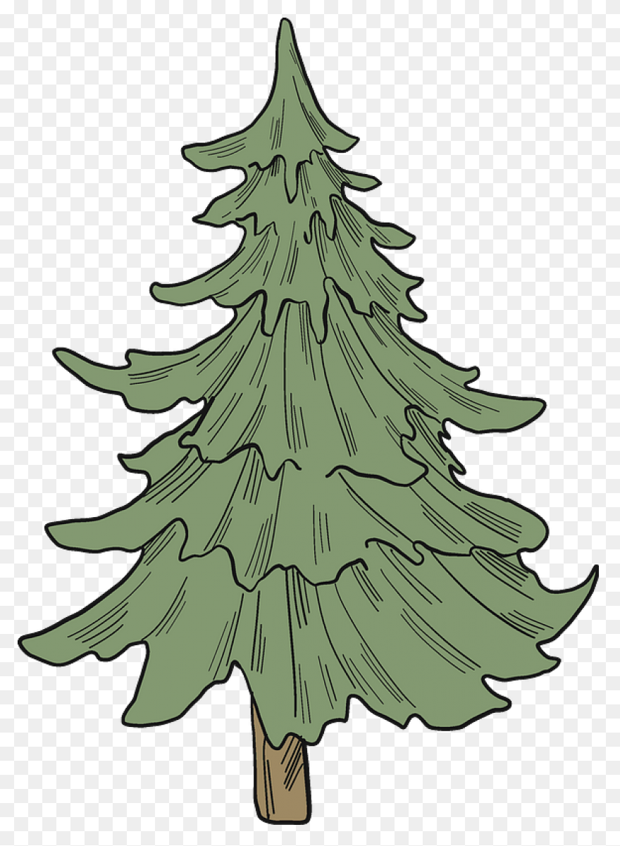 Evergreen Tree Clipart - Clipart Su