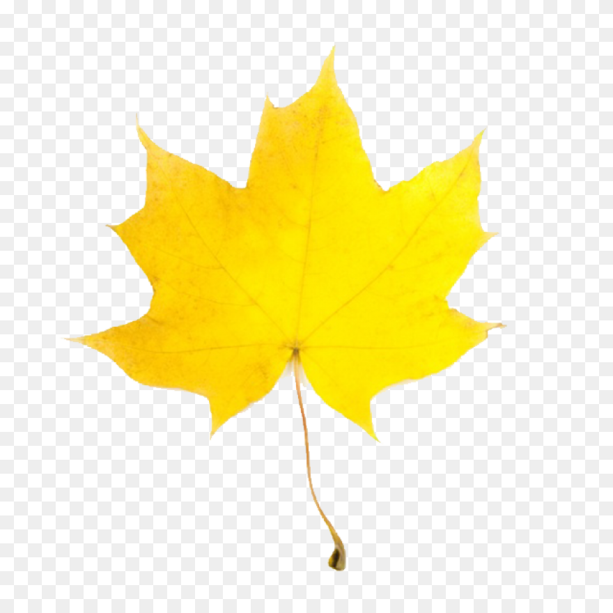Fall Leaf Set PNG-WebP Cutting S Fo