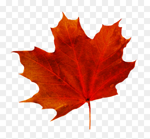 Fall Leaf Set PNG-WebP Cutting S Fo