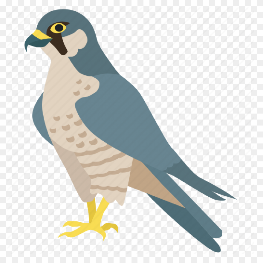 Bird Duck Eagle Hawk Peregrine - Falcon