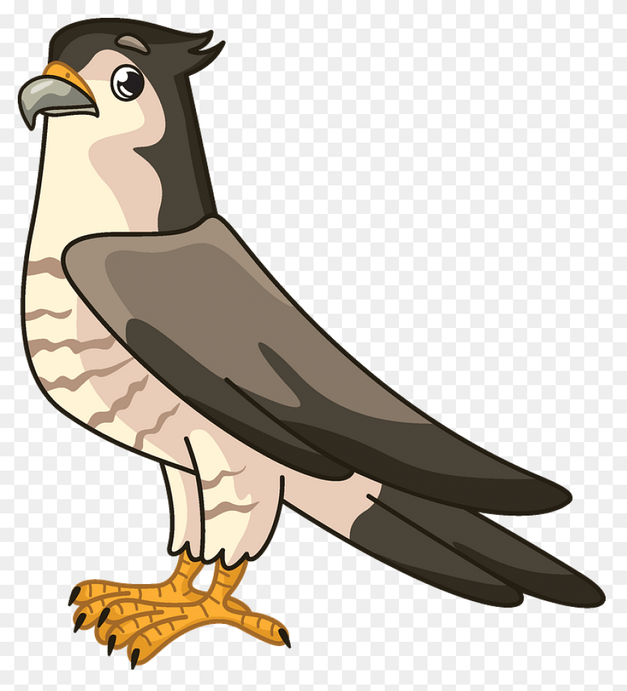 Bird, Duck, Eagle, Hawk, Peregrine 