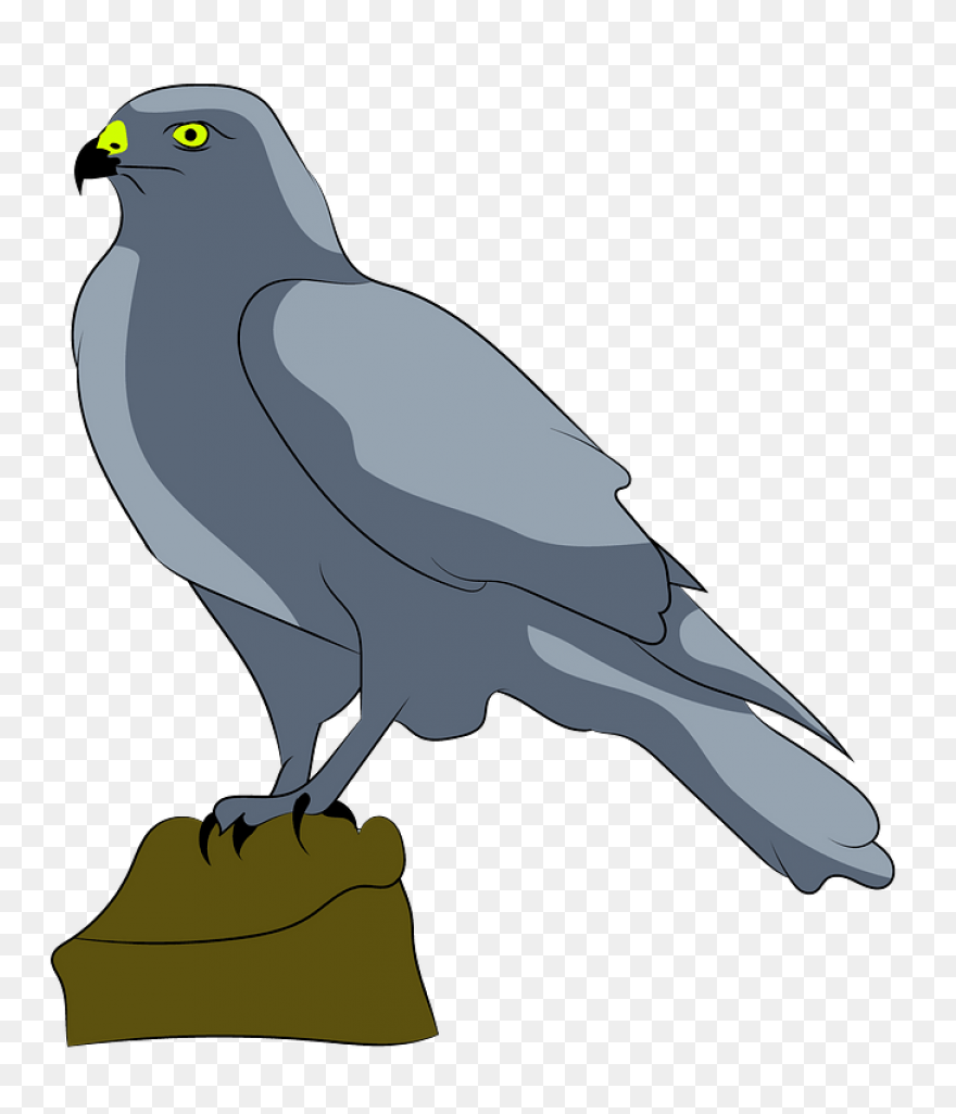Bird, Duck, Eagle, Hawk, Peregrine 