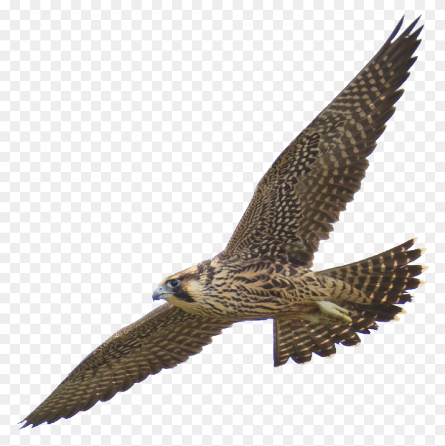 Bird, Duck, Eagle, Hawk, Peregrine 
