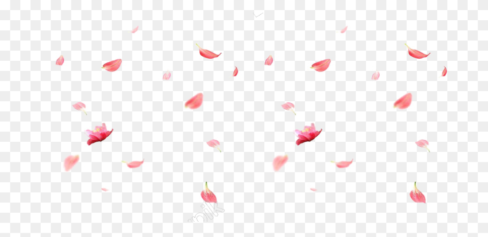 Red Flower Petals - Rose Petals Vec