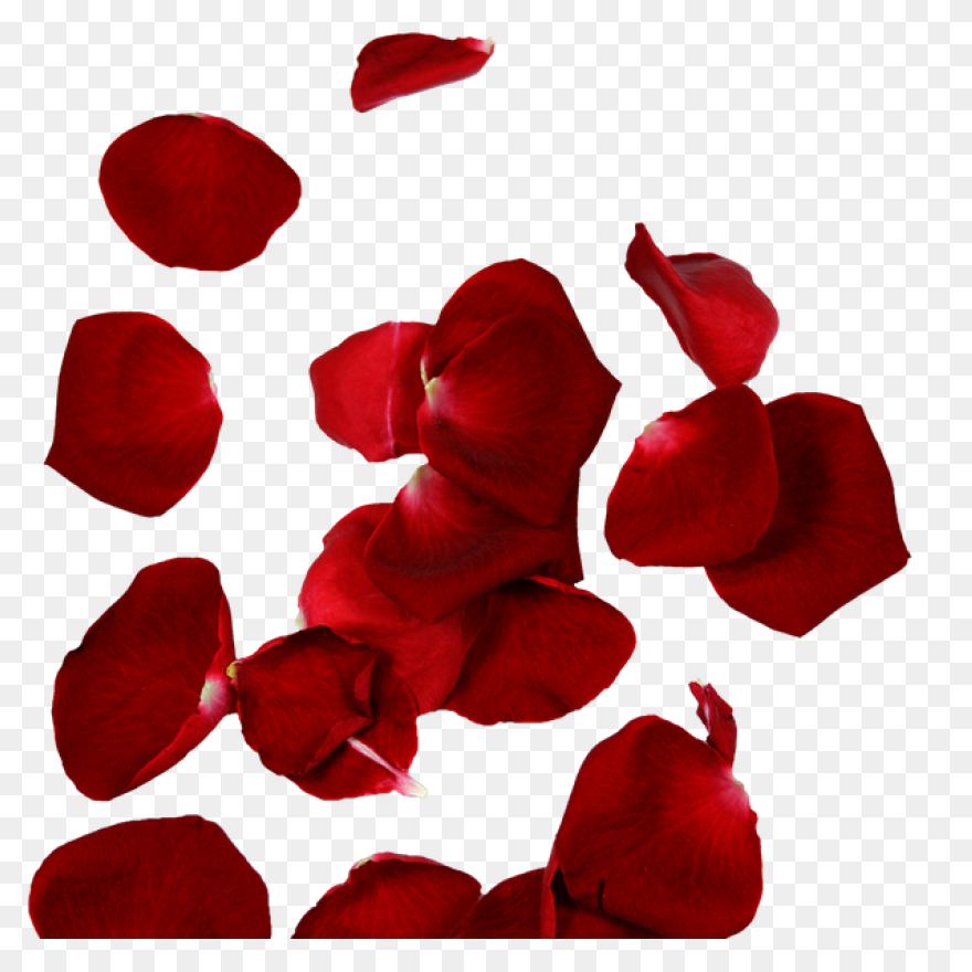 Red Flower Petals - Rose Petals Vec