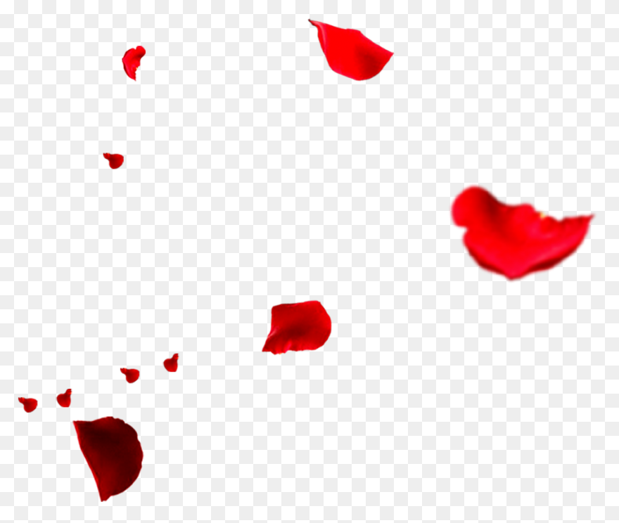 Red Flower Petals - Rose Petals Vec