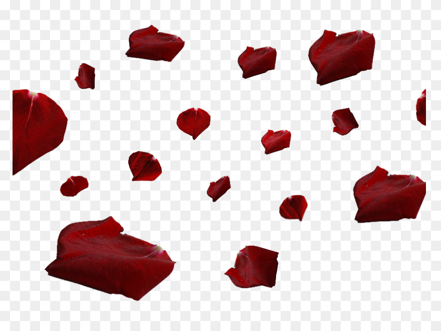 Red Flower Petals - Rose Petals Vec