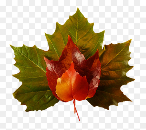 Fall-Leaves-Fall-Clip-Art-Autumn-Cl