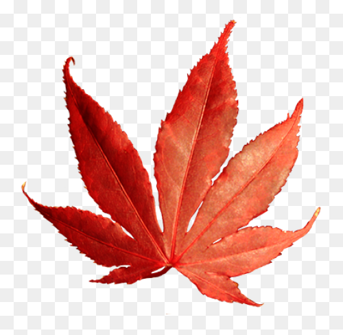 Fall-Leaves-Fall-Clip-Art-Autumn-Cl