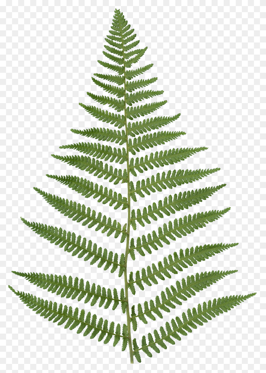 Fern Transparent - ClipartFlare